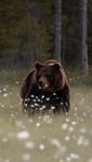 pic for Bear Walking Out Of Forest 
